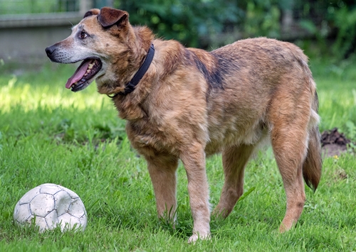 hund von der seite